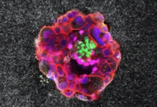 Институт биоинженерии Каталонии и Dexeus Mujer раскрывают тайны имплантации эмбриона institut bioinzhenerii katalonii i raskryvayut tajny implantaczii embriona-dmvv-ru-0