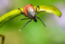 kak rospotrebnadzor i pnipu preduprezhdayut rossiyan o skrytyh riskah kleshhej-dmvv-ru-0