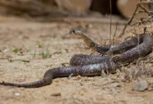 Кобра в парке и помощь Склифосовского помогли спасти жизнь kobra v parke i pomoshh sklifosovskogo pomogli spasti zhizn-dmvv-ru-0