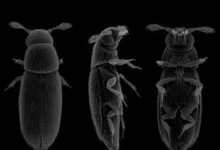 Секрет крыльев микронасекомых раскрыли ученые из МГУ Сергей Фарисенков, Петр Петров и Алексей Полилов sekret krylev mikronasekomyh raskryli uchenye iz mgu sergej farisenkov petr petrov i aleksej polilov-dmvv-ru-0