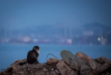 Согласно Примгидромету, погода в Приморье радует теплом и динамикой soglasno primgidrometu pogoda v primore raduet teplom i dinamikoj-dmvv-ru-0