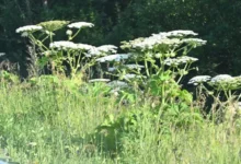 Способы борьбы с инвазивными видами: борщевик Сосновского и ясенелистый клен sposoby borby s invazivnymi vidami borshhevik sosnovskogo i yasenelistyj klen-dmvv-ru-0