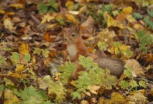 Гидрометцентр сообщает о теплой и солнечной осенней погоде в Москве gidrometczentr soobshhaet o teploj i solnechnoj osennej pogode v moskve-dmvv-ru-0