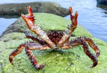 Приморский край занимает лидирующую позицию в ДФО по туризму primorskij kraj zanimaet lidiruyushhuyu pozicziyu v dfo po turizmu-dmvv-ru-0