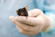 Роскосмос проводит эксперимент с возвращением Бион-М № 2 на Землю roskosmos provodit eksperiment s vozvrashheniem bionm 2 na zemlyu-dmvv-ru-0