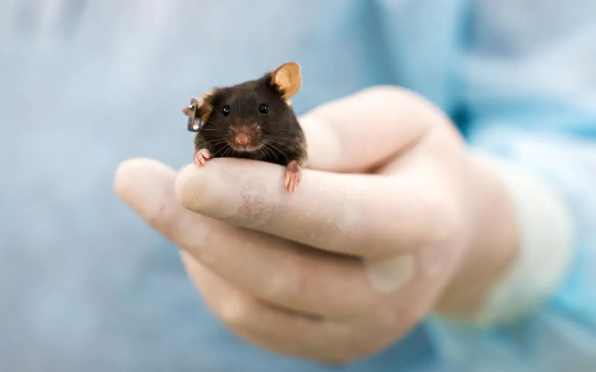Лабораторная мышь, перед запуском научного спутника Бион-М № 2 на орбиту (Иван Тимошенко / Роскосмос Медиа / ТАСС)