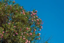 Спокойные синоптические прогнозы и теплые дни ожидают в Приморье spokojnye sinopticheskie prognozy i teplye dni ozhidayut v primore-dmvv-ru-0