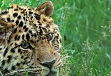 vtb i vshm spbgu predstavili iipomoshhnika dlya spaseniya dalnevostochnogo leoparda-dmvv-ru-0