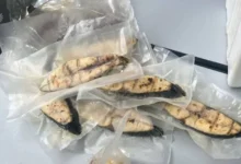 Бивни мамонта из Амурской области и курьёз с медузами в аэропорту Иркутска bivni mamonta iz amurskoj oblasti i kuryoz s meduzami v aeroportu irkutska-dmvv-ru-0