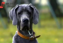 Гилай из Новосибирска рассказывает о поисках любимца под Томском gilaj iz novosibirska rasskazyvaet o poiskah lyubimcza pod tomskom-dmvv-ru-0