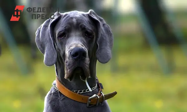 Гилай из Новосибирска рассказывает о поисках любимца под Томском-0