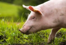 Клонированные свиньи и пересадка органов демонстрируют успехи в Японии klonirovannye svini i peresadka organov demonstriruyut uspehi v yaponii-dmvv-ru-0