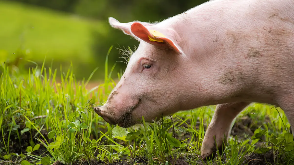 Клонированных свиней будут разводить в Японии для пересадки органов людям