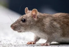 Крыса в Лас-Вегасе и приключения женщины с мальчиком krysa v lasvegase i priklyucheniya zhenshhiny s malchikom-dmvv-ru-0