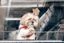 Максим Ликсутов и Департамент транспорта Москвы о безопасности животных в авто maksim liksutov i departament transporta moskvy o bezopasnosti zhivotnyh v avto-dmvv-ru-0