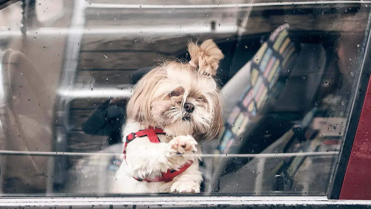 Москвичам рассказали, почему опасно оставлять животных в машине