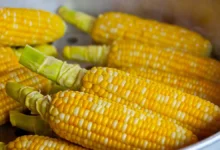 На ярмарках выходного дня Москвы представят арбузы, дыни и кукурузу na yarmarkah vyhodnogo dnya moskvy predstavyat arbuzy dyni i kukuruzu-dmvv-ru-0