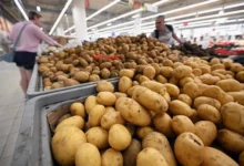 Оксана Лут и представители АКОРТ рассказали о стабильности цен на картофель oksana lut i predstaviteli akort rasskazali o stabilnosti czen na kartofel-dmvv-ru-0