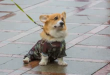 Примгидромет представил прогноз погоды для Владивостока и Приморья в октябре primgidromet predstavil prognoz pogody dlya vladivostoka i primorya v oktyabre-dmvv-ru-0