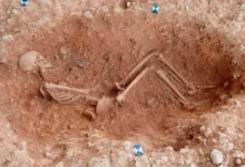 Прогестерон и тестостерон раскрывают тайны материнского прошлого в костях progesteron i testosteron raskryvayut tajny materinskogo proshlogo v kostyah-dmvv-ru-0