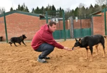 Пушистый марафон в ТиНАО стал стартом доброй акции для питомцев pushistyj marafon v tinao stal startom dobroj akczii dlya pitomczev-dmvv-ru-0