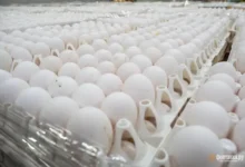 Руспродсоюз и Росстат отмечают стабильное снижение цен на куриные яйца rusprodsoyuz i rosstat otmechayut stabilnoe snizhenie czen na kurinye yajcza-dmvv-ru-0