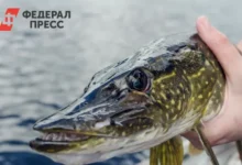 Щучья икра набирает популярность, эксперты обсуждают тенденции рынка shhuchya ikra nabiraet populyarnost eksperty obsuzhdayut tendenczii rynka-dmvv-ru-0