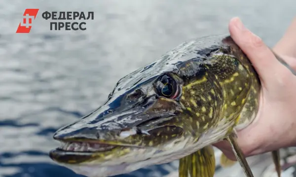 Щучья икра набирает популярность, эксперты обсуждают тенденции рынка-0