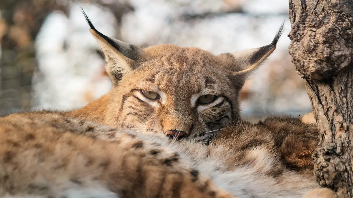 Дикая рысь застряла в проволоке на заводе в Челябинске