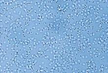 Университет Колорадо в Боулдере исследует пробуждение микроорганизмов в вечной мерзлоте universitet kolorado v bouldere issleduet probuzhdenie mikroorganizmov v vechnoj merzlote-dmvv-ru-0