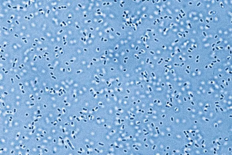 Университет Колорадо в Боулдере исследует пробуждение микроорганизмов в вечной мерзлоте-0