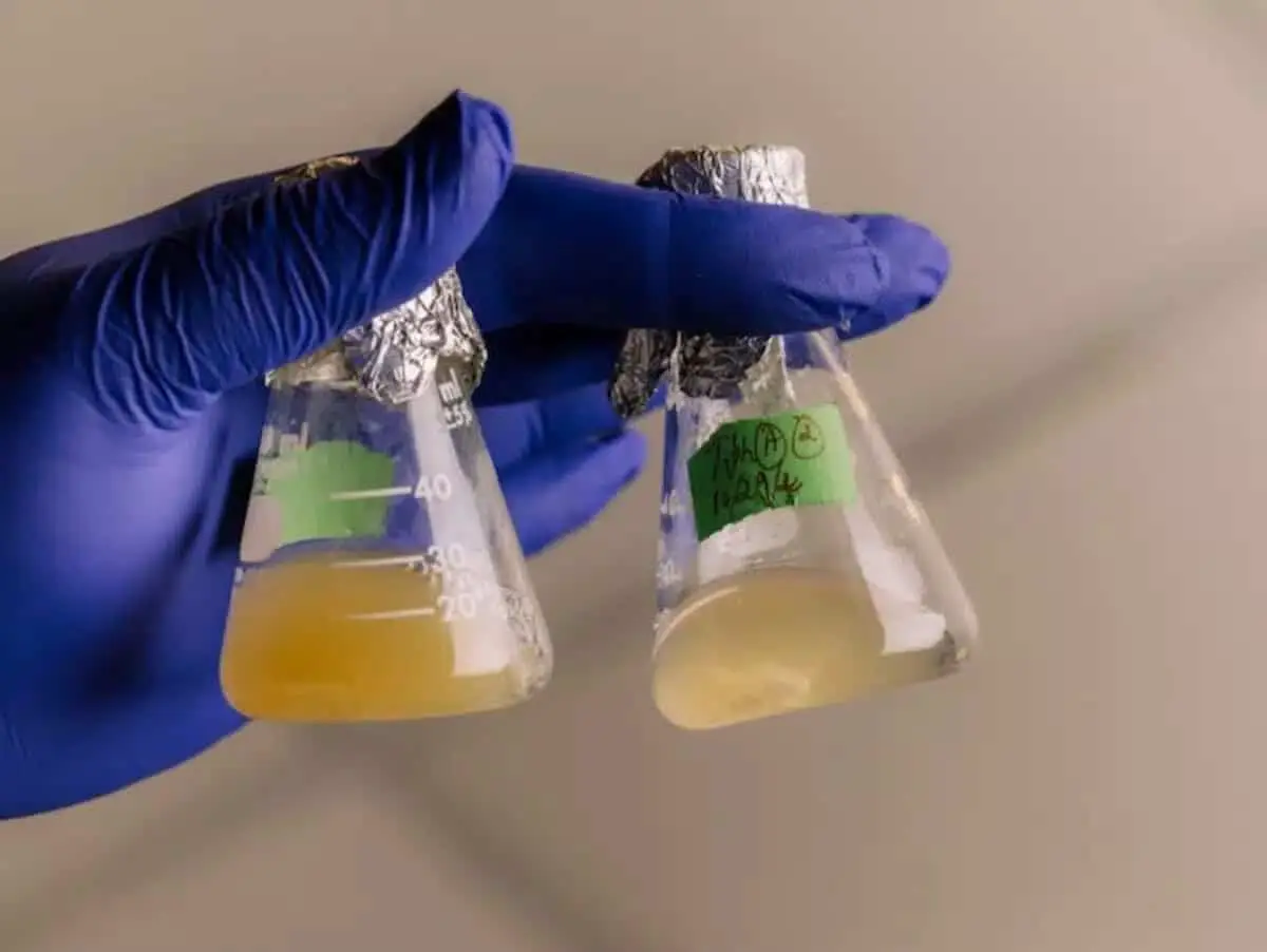 Устойчивость Tersicoccus phoenicis стала вызовом для NASA и SpaceX-0