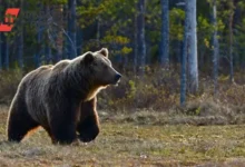 В Алданском районе угонщик сбежал от медведей и полиции v aldanskom rajone ugonshhik sbezhal ot medvedej i policzii-dmvv-ru-0