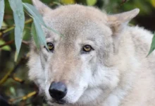 В Московском зоопарке с любовью вспоминают волка Тарзана и Раду v moskovskom zooparke s lyubovyu vspominayut volka tarzana i radu-dmvv-ru-0