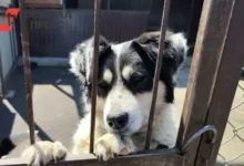 В Рязани ГУ ветеринарии региона заботливо решает вопрос безнадзорных животных v ryazani gu veterinarii regiona zabotlivo reshaet vopros beznadzornyh zhivotnyh-dmvv-ru-0