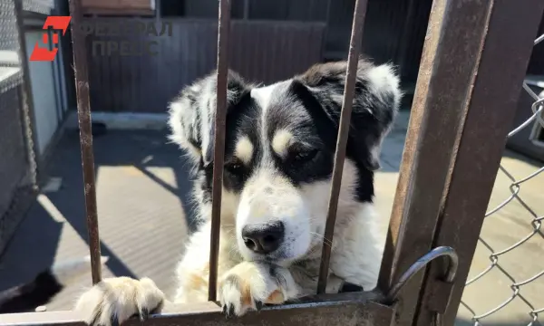 В Рязани ГУ ветеринарии региона заботливо решает вопрос безнадзорных животных-0