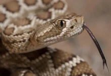 Житель Салавата из Башкортостана пострадал от укуса каспийского полоза zhitel salavata iz bashkortostana postradal ot ukusa kaspijskogo poloza-dmvv-ru-0