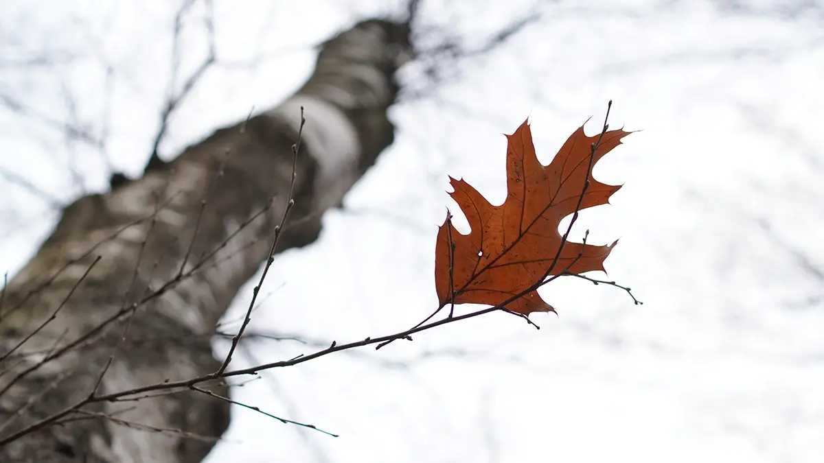 Менеджер Усольцевой рассказала, что Ирина вышла из Сети за сутки до исчезновения