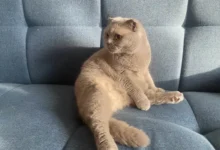 Древний союз человека и кошки возник в Египте с африканским котом drevnij soyuz cheloveka i koshki voznik v egipte s afrikanskim kotom-dmvv-ru-0