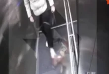 Громкий инцидент в Одинцово и Балашихе подчеркивает важность защиты животных gromkij inczident v odinczovo i balashihe podcherkivaet vazhnost zashhity zhivotnyh-dmvv-ru-0