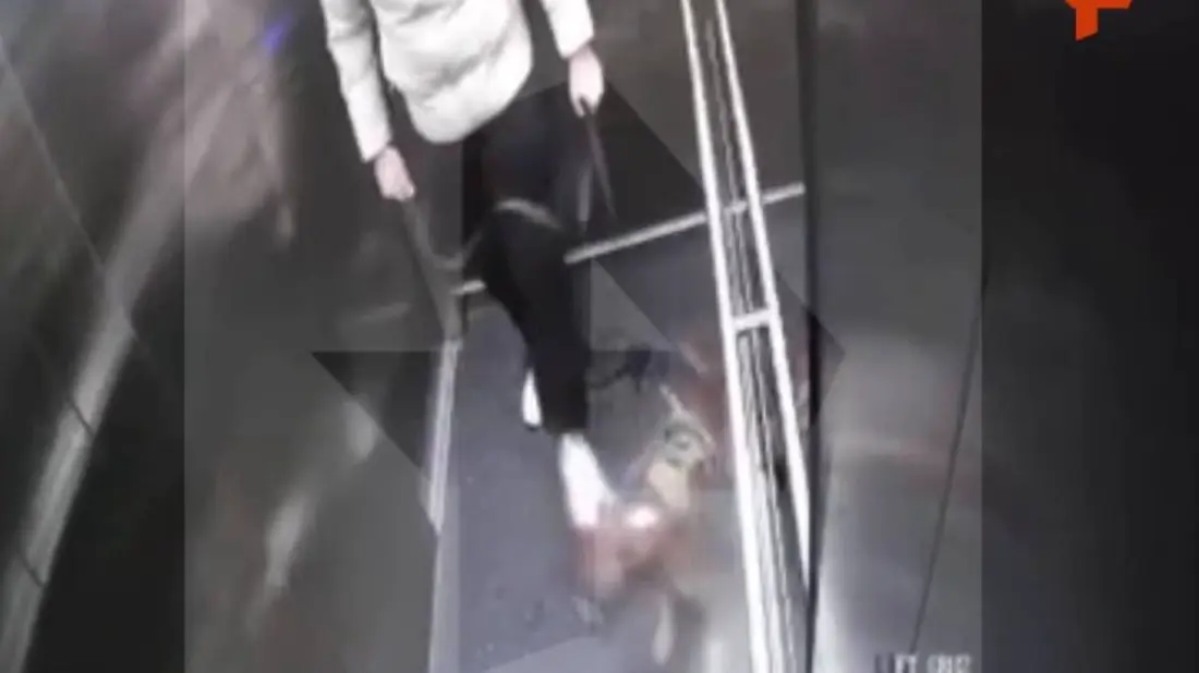 Мужчина избил собаку в лифте дома в Подмосковье