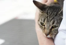 Кот Неко спасает семью Агуспина от тайфуна на Филиппинах, пёс – в Индии kot neko spasaet semyu aguspina ot tajfuna na filippinah pyos v indii-dmvv-ru-0