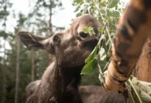 Лосиный Остров помогает московским лосям с помощью GPS-передатчиков и фотоловушек losinyj ostrov pomogaet moskovskim losyam s pomoshhyu peredatchikov i fotolovushek-dmvv-ru-0