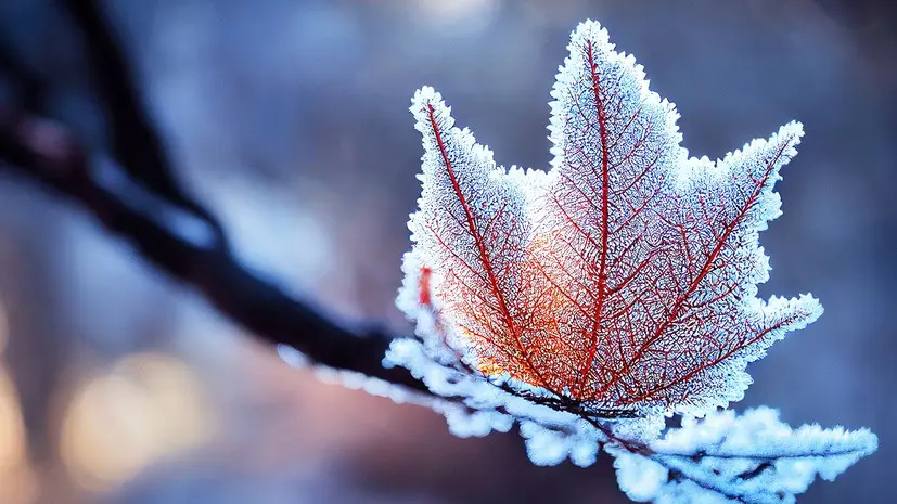 Синоптик Леус: заморозки были отмечены на юге Москвы минувшей ночью