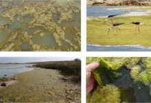 Российские учёные представили инновацию кладофоры для решения дефицита йода в птицеводстве rossijskie uchyonye predstavili innovacziyu kladofory dlya resheniya deficzita joda v pticzevodstve-dmvv-ru-0