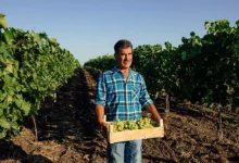 Россия возобновляет закупки винограда из Грузии и увеличивает поставки из Индии rossiya vozobnovlyaet zakupki vinograda iz gruzii i uvelichivaet postavki iz indii-dmvv-ru-0