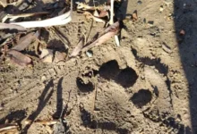 У Седанкинского водохранилища во Владивостоке обнаружены следы тигра u sedankinskogo vodohranilishha vo vladivostoke obnaruzheny sledy tigra-dmvv-ru-0