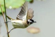 Уникальные события в Дальневосточном морском заповеднике и «Земле леопарда» с китайским бюльбюлем unikalnye sobytiya v dalnevostochnom morskom zapovednike i zemle leoparda s kitajskim byulbyulem-dmvv-ru-0