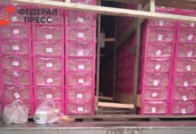 Уральское межрегиональное управление Россельхознадзора защитило Челябинскую область от некачественного винограда uralskoe mezhregionalnoe upravlenie rosselhoznadzora zashhitilo chelyabinskuyu oblast ot nekachestvennogo vinograda-dmvv-ru-0