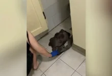 В Агинском юная студентка и новорожденный получили поддержку Забайкальского края v aginskom yunaya studentka i novorozhdennyj poluchili podderzhku zabajkalskogo kraya-dmvv-ru-0